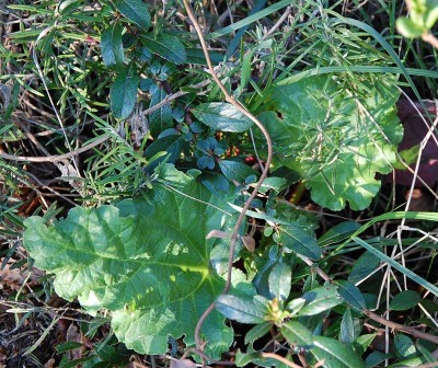 64.JPG (362.2 KiB) Osservato 630 volte 64.JPG