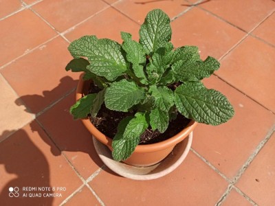 borragine.jpg (96.36 KiB) Osservato 1059 volte borragine.jpg