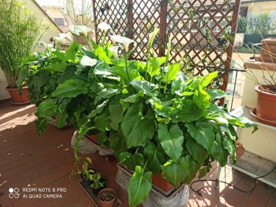 calle.jpg (162.29 KiB) Osservato 1059 volte calle.jpg