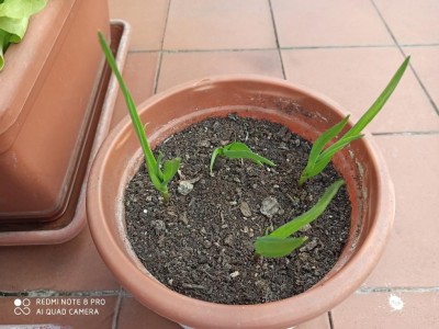 8.jpg (107.57 KiB) Osservato 1007 volte 8.jpg