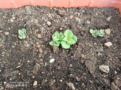 9.jpg (234.19 KiB) Osservato 1007 volte 9.jpg