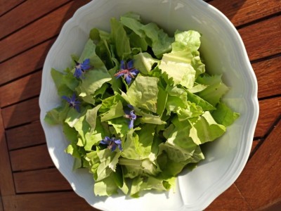 insalata.jpg (87.01 KiB) Osservato 1128 volte insalata.jpg