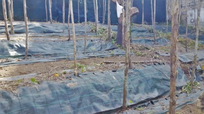 2-diserbata.jpg (105.67 KiB) Osservato 1425 volte 2-diserbata.jpg