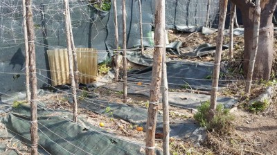 3-diserbata.jpg (161.5 KiB) Osservato 1425 volte 3-diserbata.jpg