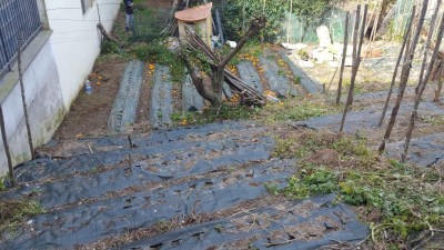 4-diserbata.jpg (153.18 KiB) Osservato 1425 volte 4-diserbata.jpg