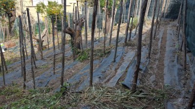 5-diserbata.jpg (157.15 KiB) Osservato 1425 volte 5-diserbata.jpg