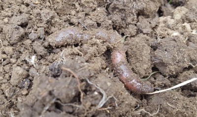 6a-lombrico.jpg (144.99 KiB) Osservato 1420 volte 6a-lombrico.jpg