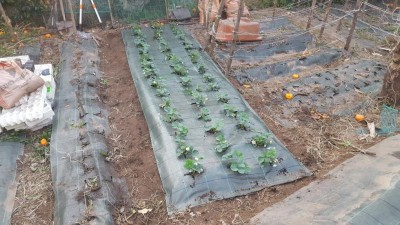 13-prep-fragole.jpg (137.47 KiB) Osservato 1414 volte 13-prep-fragole.jpg