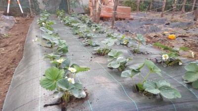 14-prep-fragole.jpg (139.38 KiB) Osservato 1414 volte 14-prep-fragole.jpg