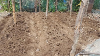 15-prep-datterini.jpg (161.25 KiB) Osservato 1406 volte 15-prep-datterini.jpg