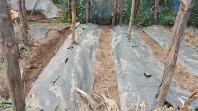 16-prep-datterini.jpg (134.7 KiB) Osservato 1406 volte 16-prep-datterini.jpg