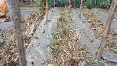 17-prep-datterini.jpg (164.69 KiB) Osservato 1406 volte 17-prep-datterini.jpg