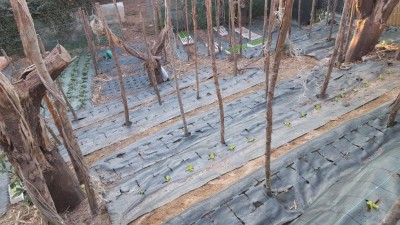 18-pulito.jpg (134.67 KiB) Osservato 1404 volte 18-pulito.jpg