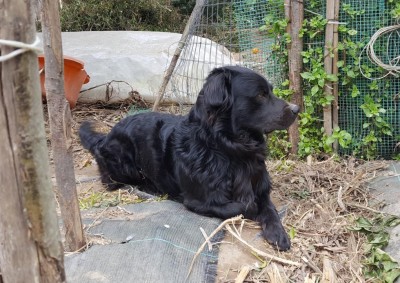 22-balù.jpg (170.63 KiB) Osservato 1399 volte 22-balù.jpg