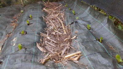 23-insalate.jpg (137.92 KiB) Osservato 1394 volte 23-insalate.jpg