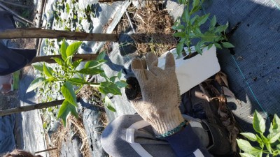 25-peperoncini-verdi.jpg (136.55 KiB) Osservato 1394 volte 25-peperoncini-verdi.jpg