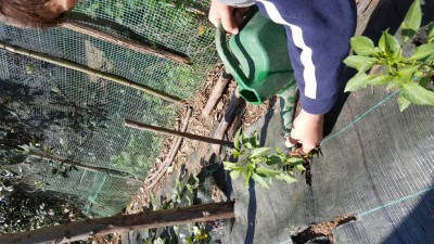 26-peperoncini-verdi.jpg (180.1 KiB) Osservato 1394 volte 26-peperoncini-verdi.jpg