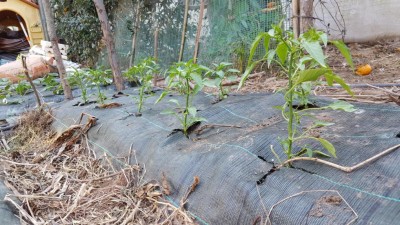 27-peperoncini verdi.jpg (163.33 KiB) Osservato 1394 volte 27-peperoncini verdi.jpg