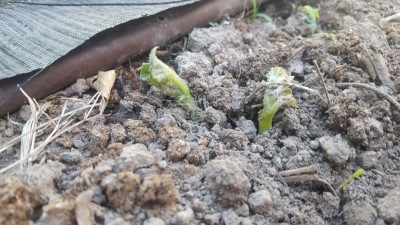 20200416_155806.jpg (117.62 KiB) Osservato 618 volte 20200416_155806.jpg