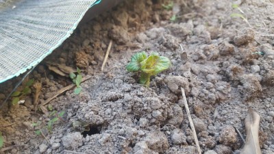 20200416_155847.jpg (125.75 KiB) Osservato 618 volte 20200416_155847.jpg