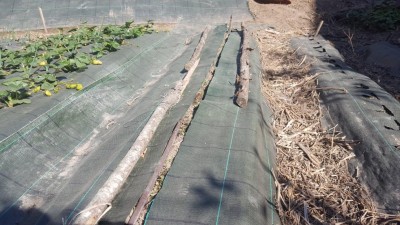 20200416_155817.jpg (137.14 KiB) Osservato 618 volte 20200416_155817.jpg