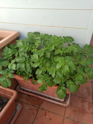 IMG_20200417_115744.jpg (81.39 KiB) Osservato 1088 volte IMG_20200417_115744.jpg