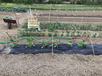 Melanzane_prima.jpeg (198.39 KiB) Osservato 751 volte Melanzane_prima.jpeg