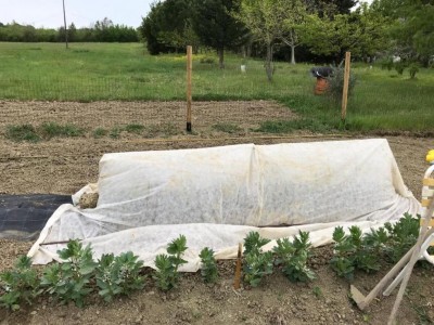 Melanzane_dopo.jpeg (146.5 KiB) Osservato 751 volte Melanzane_dopo.jpeg