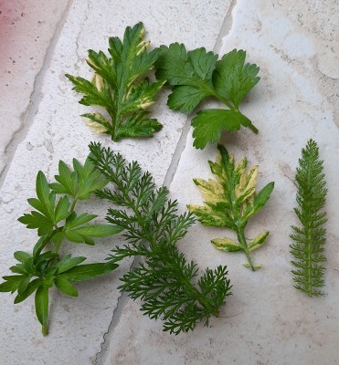 110.jpg (304.76 KiB) Osservato 676 volte 110.jpg