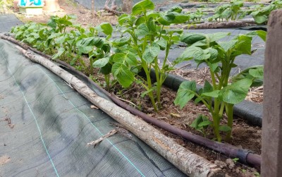 patate1.jpg (158.27 KiB) Osservato 644 volte patate1.jpg