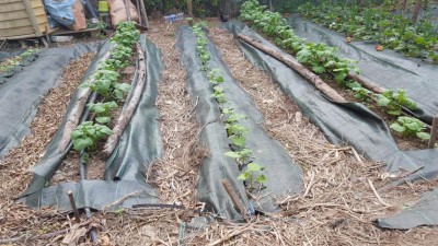 patate2.jpg (162.29 KiB) Osservato 644 volte patate2.jpg