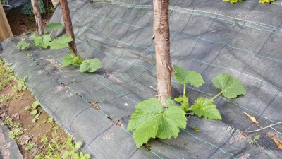 zucchine_romanesche.jpg (144 KiB) Osservato 644 volte zucchine_romanesche.jpg