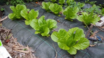 insalata_romana.jpg (151.32 KiB) Osservato 644 volte insalata_romana.jpg