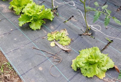 cespo_rosicchiato.jpg (215.33 KiB) Osservato 644 volte cespo_rosicchiato.jpg