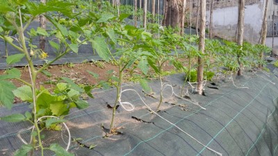 scacchiato_3.jpg (137.12 KiB) Osservato 644 volte scacchiato_3.jpg