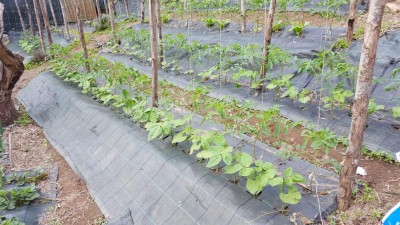 san_marzano_fila.jpg (153.54 KiB) Osservato 644 volte san_marzano_fila.jpg