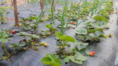 fragole.jpg (143.38 KiB) Osservato 641 volte fragole.jpg