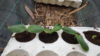 zucca_lunga_napoletana.jpg (124.35 KiB) Osservato 641 volte zucca_lunga_napoletana.jpg