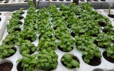 basilico_napoletano.jpg (126.45 KiB) Osservato 641 volte basilico_napoletano.jpg