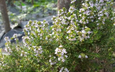 timo_in_fiore.jpg (130.7 KiB) Osservato 640 volte timo_in_fiore.jpg