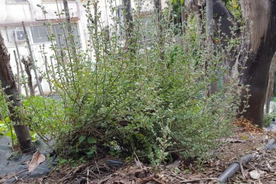 maggiorana.jpg (210.87 KiB) Osservato 640 volte maggiorana.jpg