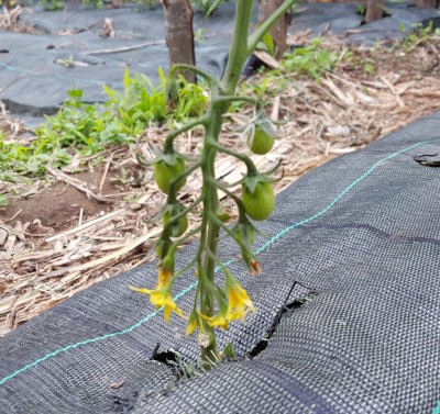 san_marzano_2.jpg (215.19 KiB) Osservato 640 volte san_marzano_2.jpg