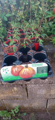 pomodoro canestrino 13 piante / 20200428_161623 (FILEminimizer).jpg 20200428_161623 (FILEminimizer).jpg