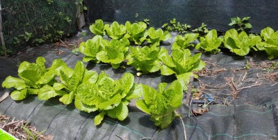 20200502_124407.jpg (143.51 KiB) Osservato 646 volte 20200502_124407.jpg