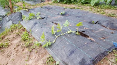 20200504_193453.jpg (152.91 KiB) Osservato 646 volte 20200504_193453.jpg