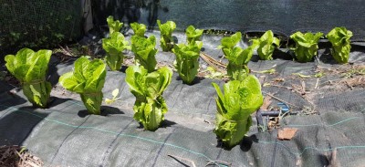 20200502_130913.jpg (134.38 KiB) Osservato 646 volte 20200502_130913.jpg