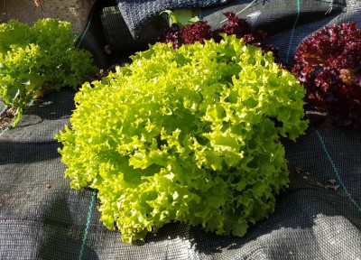 20200506_181709.jpg (184.09 KiB) Osservato 646 volte 20200506_181709.jpg