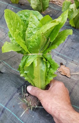 20200506_181843.jpg (138.38 KiB) Osservato 646 volte 20200506_181843.jpg