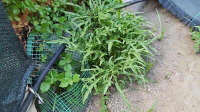 20200506_181908.jpg (144.49 KiB) Osservato 646 volte 20200506_181908.jpg