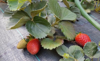 20200506_182228.jpg (142.77 KiB) Osservato 646 volte 20200506_182228.jpg